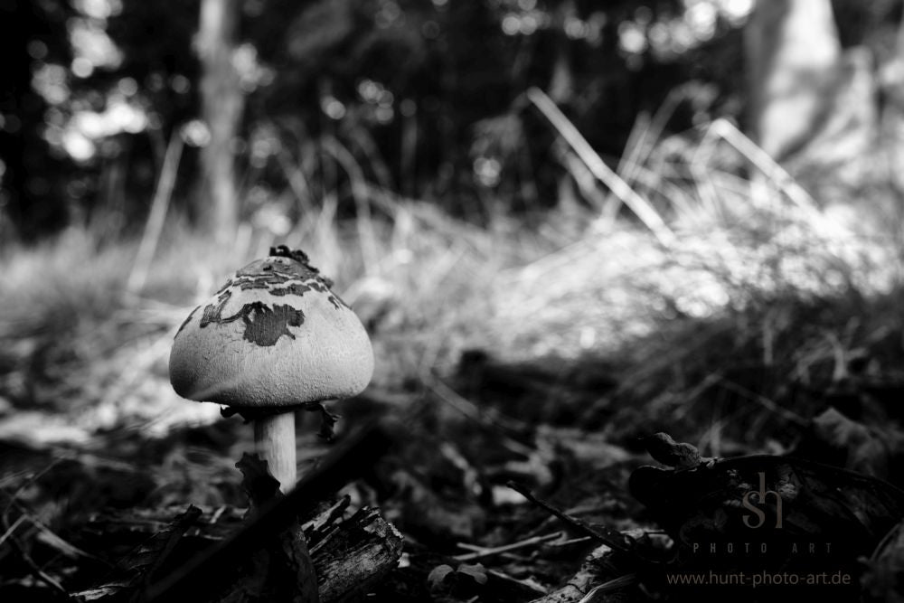 small pic ● Mushroom