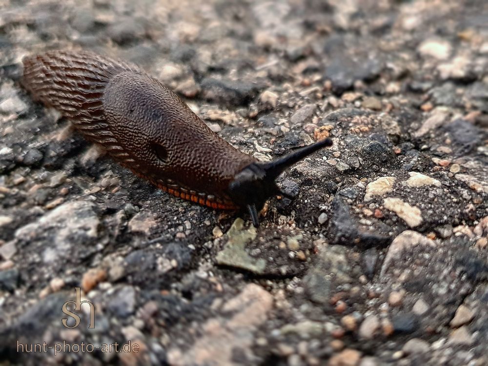 small pic ● Nylon Slug