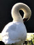 small pic ● Swan