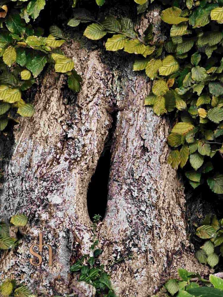 small pic ● Tree Hollow