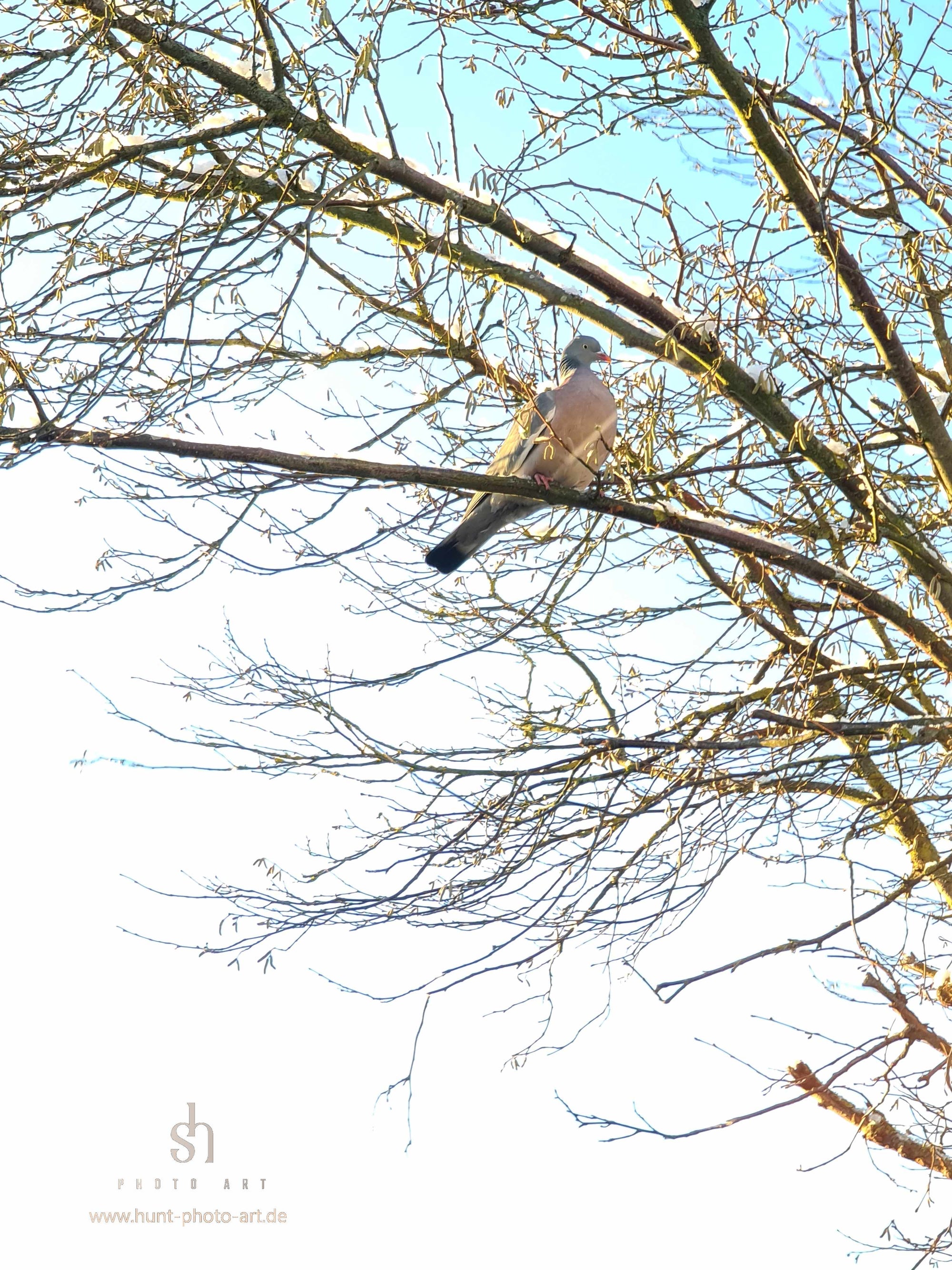 small pic ● Wood Pigeon